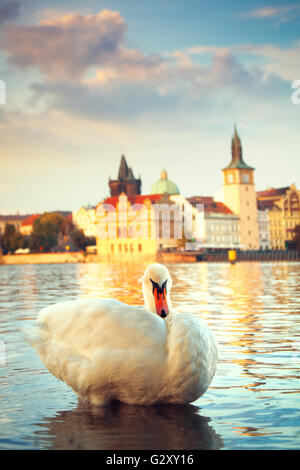 Schwäne auf der Moldau in Prag, Hauptstadt Stadt der Tschechischen Republik, in der Nähe von Karlsbrücke Stockfoto