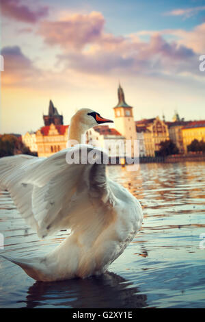 Schwäne auf der Moldau in Prag, Hauptstadt Stadt der Tschechischen Republik, in der Nähe von Karlsbrücke Stockfoto