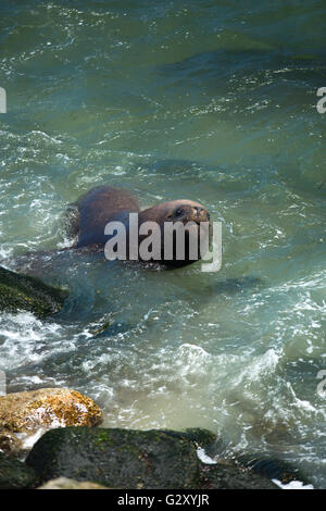 Seelöwen schwimmen im Meer nahe der Küste Stockfoto