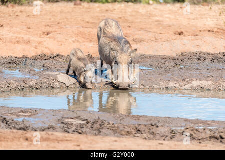 Eine gemeinsame Warzenschwein Sau und Ferkel, Phacochoerus Africanus, Trinkwasser Stockfoto