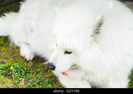 Weiße flauschiger Samoyed Hund liegt auf einem grünen Rasen Stockfoto