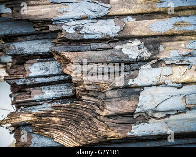 Nahaufnahme von morschem Holz Stockfoto