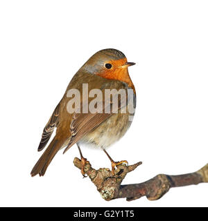 Rotkehlchen auf einem Ast isoliert auf weißem Hintergrund Stockfoto