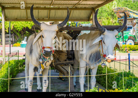 Landwirt und Büffel Skulptur außen Islamabad Museum Punjab Pakistan Stockfoto