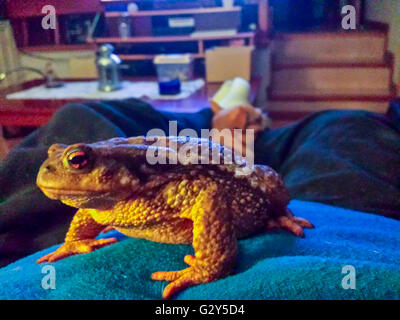 Gemeinsamen Kröte (Bufo Bufo) zu Fuß auf dem Bauch einer Person Stockfoto