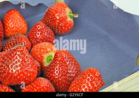 Nahaufnahme einer Palette mit frischen Erdbeeren auf blauem Papier, Makro, full-Frame, horizontal Stockfoto