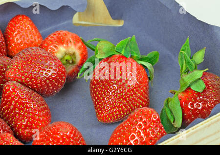 Nahaufnahme einer Palette mit frischen Erdbeeren auf blauem Papier, Makro, full-Frame, horizontal Stockfoto