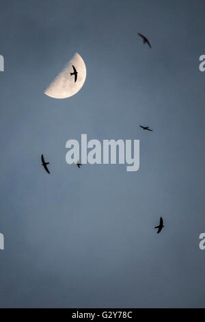 Zunehmender Mond und Mauersegler fliegen Stockfoto