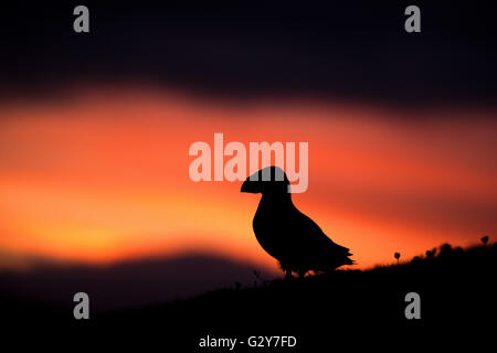 Ein Papageientaucher bei Sonnenuntergang, Fair Isle, Schottland Stockfoto