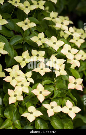 Cornus Kousa im Frühjahr. Stockfoto