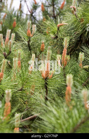 Pinus Muricata Kegel im Frühjahr. Bischofs-Kiefer. Stockfoto