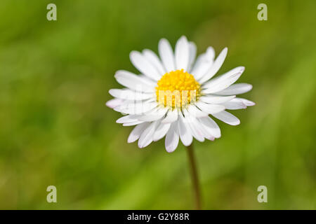 Frühlingsblume Daisy extreme Makro erschossen mit grünem Hintergrund Stockfoto