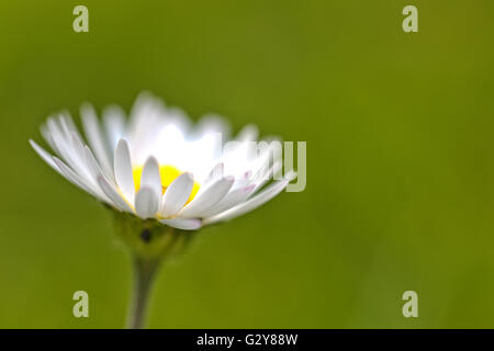 Frühlingsblume Daisy extreme Makro erschossen mit grünem Hintergrund Stockfoto