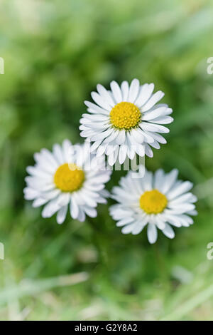 Makroaufnahme von drei White Daisy Blumen in einem Feld von Gänseblümchen Stockfoto