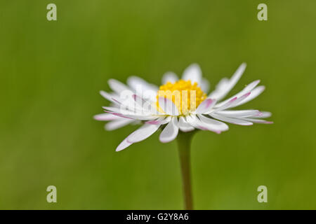 Frühlingsblume Daisy extreme Makro erschossen mit grünem Hintergrund Stockfoto