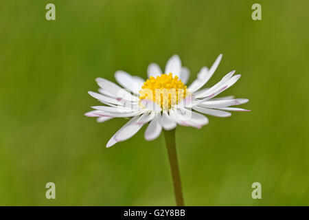 Frühlingsblume Daisy extreme Makro erschossen mit grünem Hintergrund Stockfoto