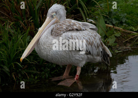 Rosa unterstützt Pelikan Pelecanus saniert gefangen UK Stockfoto