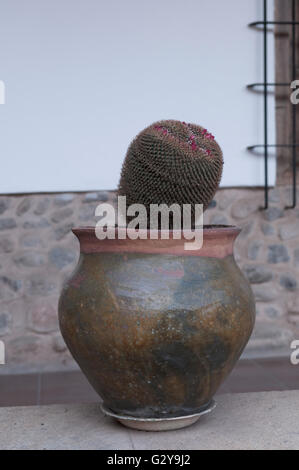 Potosí, Kloster Santa Teresa, Kaktus im Tontopf Stockfoto