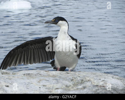 Antarktis Blue Eyed Shag (Phalacrocorax Bransfieldensis) verbreiten einen Flügel auf ein "Voilà" Zeichen in der Antarktis Stockfoto