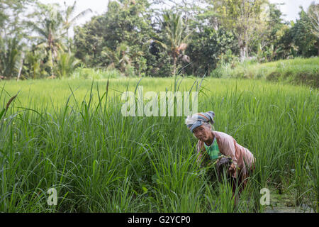 Ubdu, Bali, Indonesien - 30. Juni 2015: Eine ältere Frau arbeiten in den Reisfeldern. Stockfoto