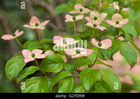 Cornus Kousa 'Miss Satomi' im späten Frühjahr. Stockfoto