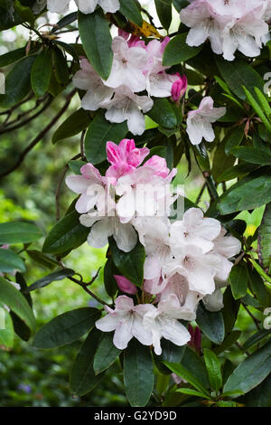 Rhododendron 'Halopeanum' Blumen im Frühjahr. Stockfoto