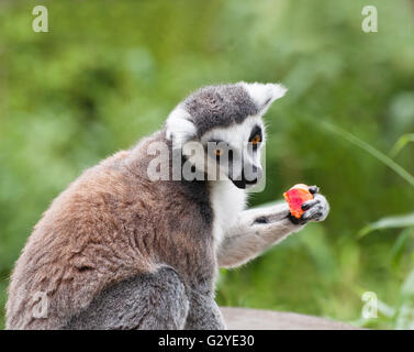 Ring-tailed Lemur Verzehr von Obst Stockfoto