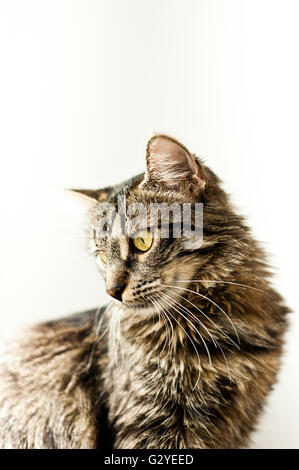 Kreuzung Katze portrait Stockfoto