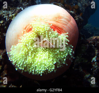 4. Juni 2016 - Great Barrier Reef, Australien - im Gefolge der größte Korallen bleichen Veranstaltung in diesem Jahr für das Great Barrier Reef, eine Clownfisch Familie bestehen mit bewohnen vielfältige gebleichten Anemone in Watsons Bay, Lizard Island, Great Barrier Reef, Queensland, Australien. Stockfoto