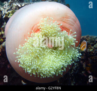 4. Juni 2016 - Great Barrier Reef, Australien - im Gefolge der größte Korallen bleichen Veranstaltung in diesem Jahr für das Great Barrier Reef, eine Clownfisch Familie bestehen mit bewohnen vielfältige gebleichten Anemone in Watsons Bay, Lizard Island, Great Barrier Reef, Queensland, Australien. Stockfoto