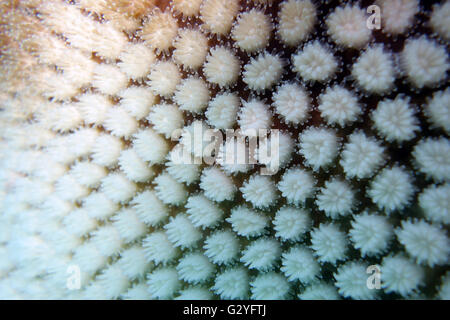 4. Juni 2016 - Great Barrier Reef, Australien - im Gefolge der größte Korallen bleichen Veranstaltung in diesem Jahr für das Great Barrier Reef, Polypen einer gebleichten Korallen Kolonie beobachtet ungewöhnlich Fütterung während des Tages, Watsons Bay, Lizard Island, Great Barrier Reef, Queensland, Australien. Stockfoto