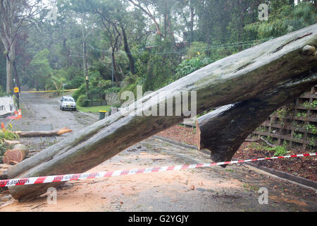 Sydney, Australien. 5. Juni 2016. Sydney und dem Rest der NSW weiterhin mit intensiven Regen und starkem Wind angeschnallt werden, verlassen viele Häuser überschwemmt, ohne Kraft und umgestürzten Bäumen über Sydney. Bildnachweis: model10/Alamy Live-Nachrichten Stockfoto