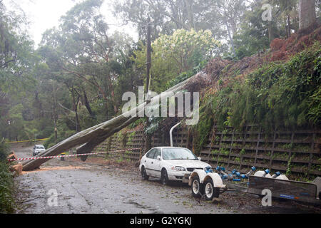 Sydney, Australien. 5. Juni 2016. Sydney und dem Rest der NSW weiterhin mit intensiven Regen und starkem Wind angeschnallt werden, verlassen viele Häuser überschwemmt, ohne Kraft und umgestürzten Bäumen über Sydney. Bildnachweis: model10/Alamy Live-Nachrichten Stockfoto