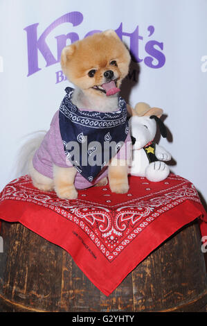 Buena Park, CA, USA. Juni 2016. Juni 2016 - Buena Park, Kalifornien - JiffPom. Ankunft für Knott's Berry Farm ''Ghostrider Rides Again'' auf Knott's Berry Farm. Foto: Birdie Thompson/AdMedia © Birdie Thompson/AdMedia/Alamy Live News Stockfoto