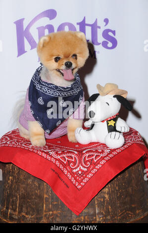 Buena Park, CA, USA. Juni 2016. Juni 2016 - Buena Park, Kalifornien - JiffPom. Ankunft für Knott's Berry Farm ''Ghostrider Rides Again'' auf Knott's Berry Farm. Foto: Birdie Thompson/AdMedia © Birdie Thompson/AdMedia//Alamy Live News Stockfoto