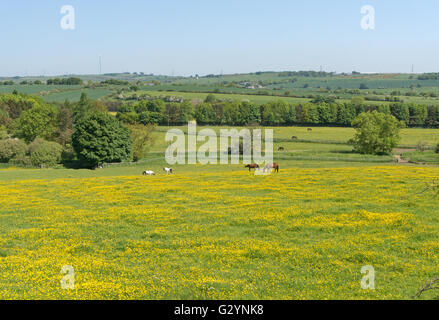 Lanchester, UK 5. Juni 2016. Pferde grasen auf einem Feld von Butterblumen, gesehen vom Lanchester Tal Radweg zwischen Lanchester und Consett, Co. Durham Stockfoto