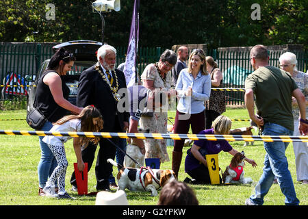 Leeds, UK. 5. Juni 2016. Andrea Jenkyns Beurteilung der Morley Dartmouth Park Hundeausstellung, MP für Morley und Outwood, nimmt Andrea Jenkyns sich Zeit, aus ihrem Terminkalender, ihren lokalen Hundeausstellung am Morley in der Nähe von Leeds zu beurteilen. Die MP, die Ed Kugeln in der Parlamentswahl Mai 2015 unseated unterstützt Austritt aus der Europäischen Union. Jenkyns gewann ersten Preis selbst im Jahr 2015 die Westminster Jahresrechnung Hundeausstellung mit ihren zwei Mini Schnauzer ist eine Lady und die anderen Godiva genannt. Aufgenommen am 5. Juni 2016 in Morley in der Nähe von Leeds. Bildnachweis: Andrew Gardner/Alamy Live-Nachrichten Stockfoto