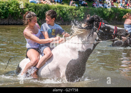 Appleby in Westmorland, Cumbria, UK. 5. Juni 2016. Reisende fahren ihre Pferde in den Fluss Eden vor Verkauf in eine Tradional fair zurück Hunderte von Jahren. © Robert Smith/Alamy Stockfoto