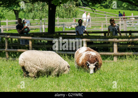 Menschen, die genießen sonnige Wetter am Mudchute Farm, London England Vereinigtes Königreich UK Stockfoto