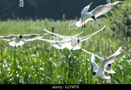 Market Deeping, Lincolnshire, Großbritannien. 05. Juni 2016. Tierwelt Natur und Fluss watchers genießen die warmen Wetter, nach Tagen der trüben und regnerischen Tagen, Blumen und Bäume in Blüte am Rand angekommen. Credit: Clifford Norton/Alamy leben Nachrichten Stockfoto