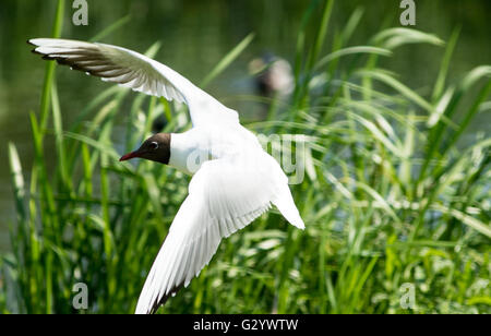 Market Deeping, Lincolnshire, Großbritannien. 05. Juni 2016. Tierwelt Natur und Fluss watchers genießen die warmen Wetter, nach Tagen der trüben und regnerischen Tagen, Blumen und Bäume in Blüte am Rand angekommen. Credit: Clifford Norton/Alamy leben Nachrichten Stockfoto