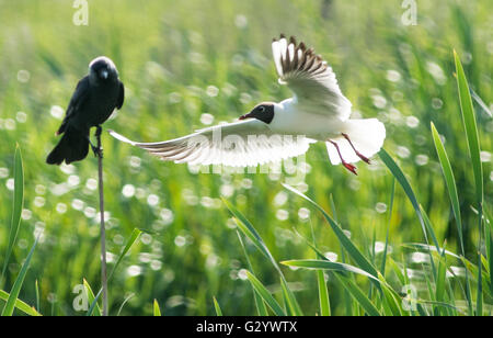 Market Deeping, Lincolnshire, Großbritannien. 05. Juni 2016. Tierwelt Natur und Fluss watchers genießen die warmen Wetter, nach Tagen der trüben und regnerischen Tagen, Blumen und Bäume in Blüte am Rand angekommen. Credit: Clifford Norton/Alamy leben Nachrichten Stockfoto