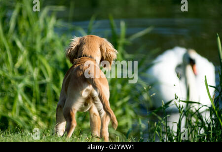 Market Deeping, Lincolnshire, Großbritannien. 05. Juni 2016. Tierwelt Natur und Fluss watchers genießen die warmen Wetter, nach Tagen der trüben und regnerischen Tagen, Blumen und Bäume in Blüte am Rand angekommen. Credit: Clifford Norton/Alamy leben Nachrichten Stockfoto