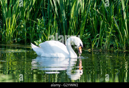 Market Deeping, Lincolnshire, Großbritannien. 05. Juni 2016. Tierwelt Natur und Fluss watchers genießen die warmen Wetter, nach Tagen der trüben und regnerischen Tagen, Blumen und Bäume in Blüte am Rand angekommen. Credit: Clifford Norton/Alamy leben Nachrichten Stockfoto