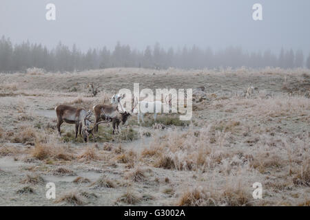 Rentiere Weiden in Lappland, Finnland. Stockfoto