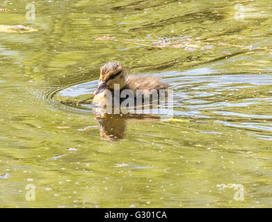 Entchen schwimmen unter Wasser lillys Stockfoto