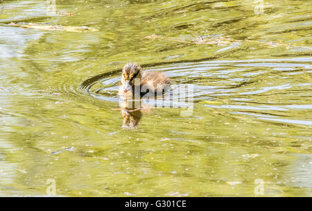 Entchen schwimmen unter Wasser lillys Stockfoto