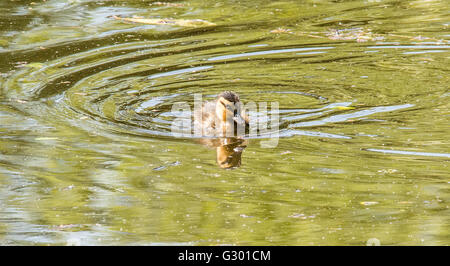 Entchen schwimmen unter Wasser lillys Stockfoto