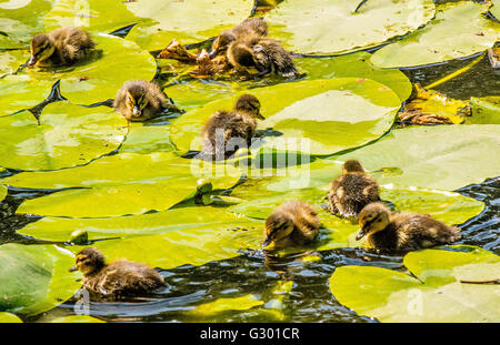 Entchen schwimmen unter Wasser lillys Stockfoto