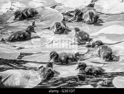 Entenküken Schwimmen unter Wasser lillys Stockfoto